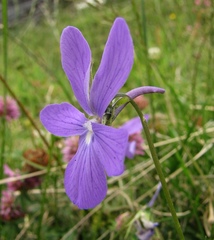 Viola cornuta