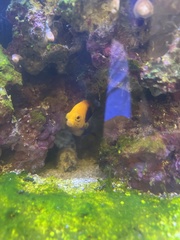 Centropyge acanthops