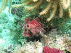 Monanchora arbuscula