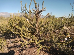 Junellia seriphioides