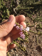 Junellia seriphioides