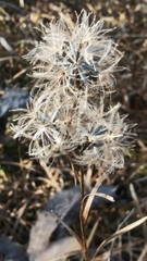 Liatris squarrosa