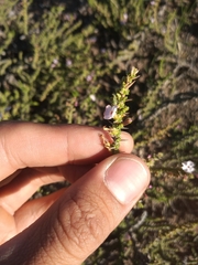 Junellia seriphioides