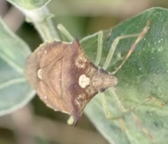 Pentatomidae