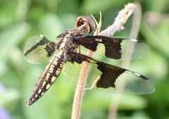 Palpopleura