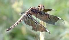 Palpopleura