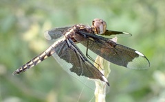 Palpopleura