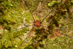 Holcobunus nigripalpis