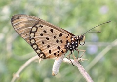 Acraea pseudegina
