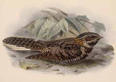 Tawny-Collared Nightjar photo 3