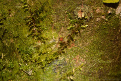 Holcobunus nigripalpis