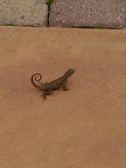 Leiocephalus carinatus