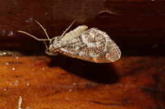 Stamnodes patamon