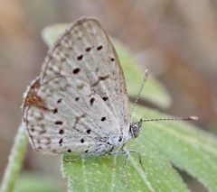 Zizeeria knysna