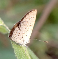 Zizeeria knysna