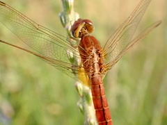 Crocothemis erythraea