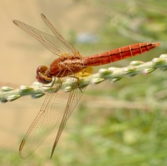 Crocothemis erythraea
