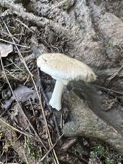 Amanita morrisii