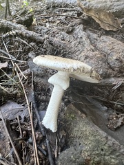 Amanita morrisii