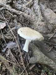 Amanita morrisii