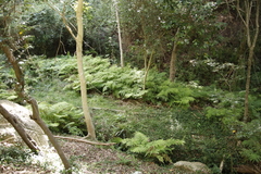 Pteris dentata