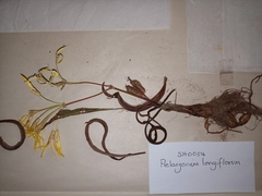 Pelargonium longiflorum