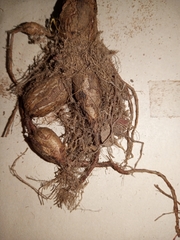 Pelargonium longiflorum