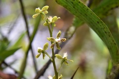 Prosthechea vespa