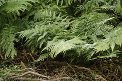 Pteris dentata