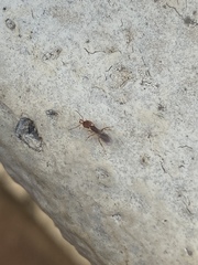 Anochetus