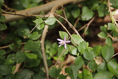 Grewia occidentalis occidentalis