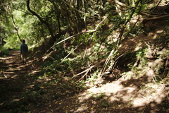 Grewia occidentalis occidentalis