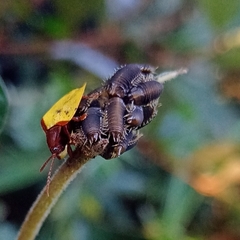 Paraselenis dichroa
