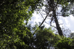 Grewia occidentalis occidentalis