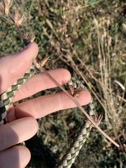 Cichorium intybus