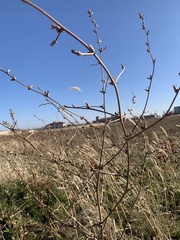 Cichorium intybus