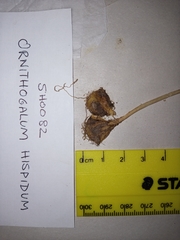 Ornithogalum hispidum