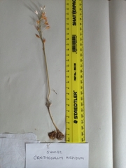 Ornithogalum hispidum