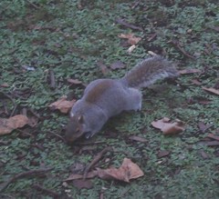 Sciurus carolinensis