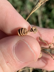 Desmanthus illinoensis