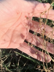 Desmanthus illinoensis