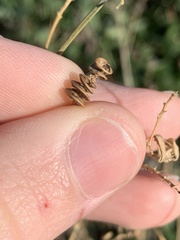 Desmanthus illinoensis