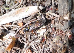 Tenthredopsis stigma