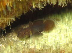Chromogobius