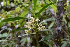 Maxillaria embreei