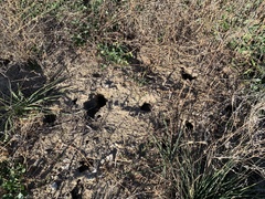 Rodentia