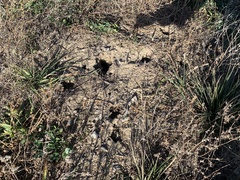 Rodentia