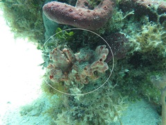 Monanchora arbuscula