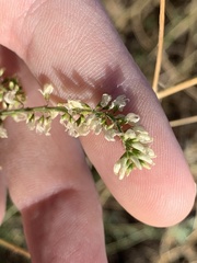 Melilotus albus
