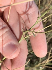 Melilotus albus